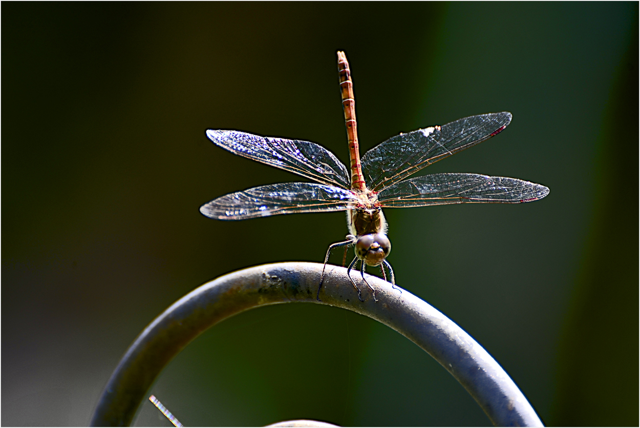 Besuch