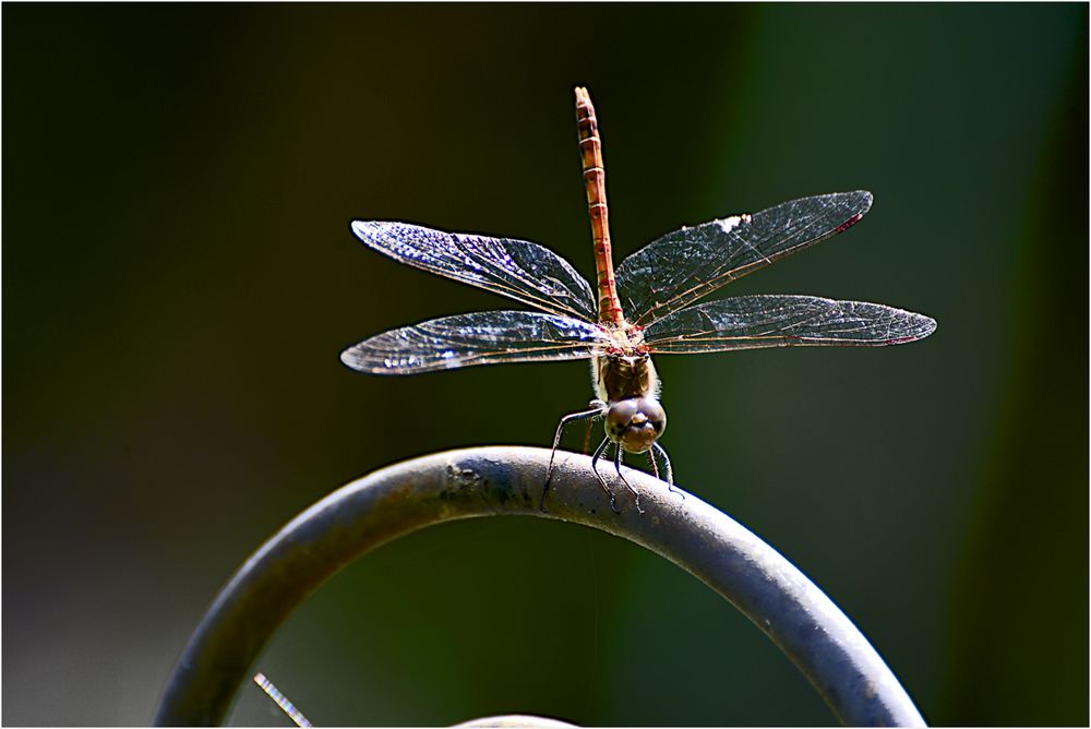 Besuch