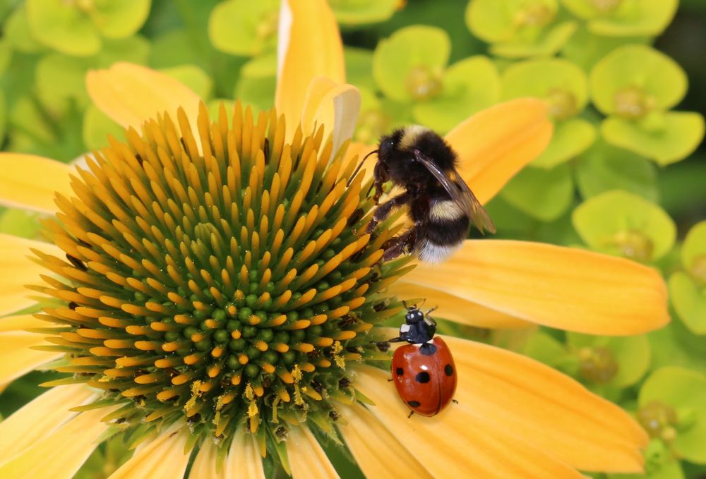 Besuch