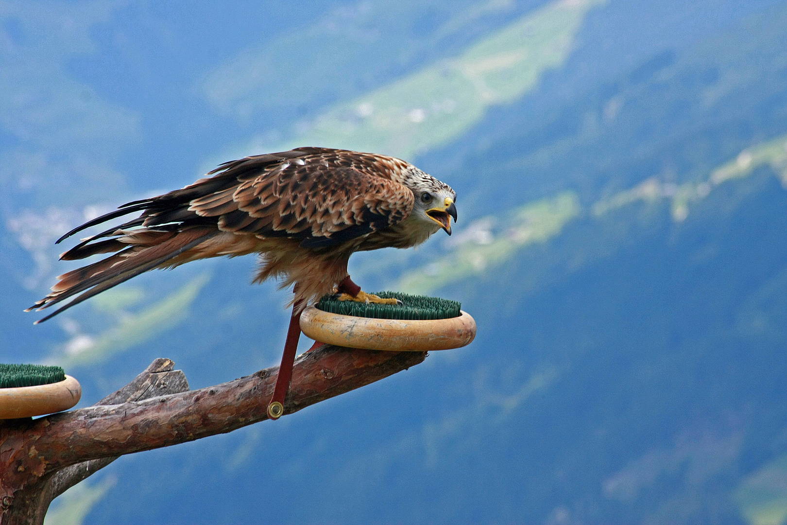 Besuch der Adlerbühne Ahorn in Mayrhofen