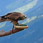 Besuch der Adlerbühne Ahorn in Mayrhofen