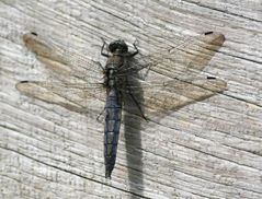 Besuch der alten Dame