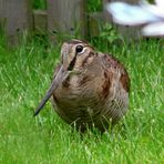 Besuch der Bekassine