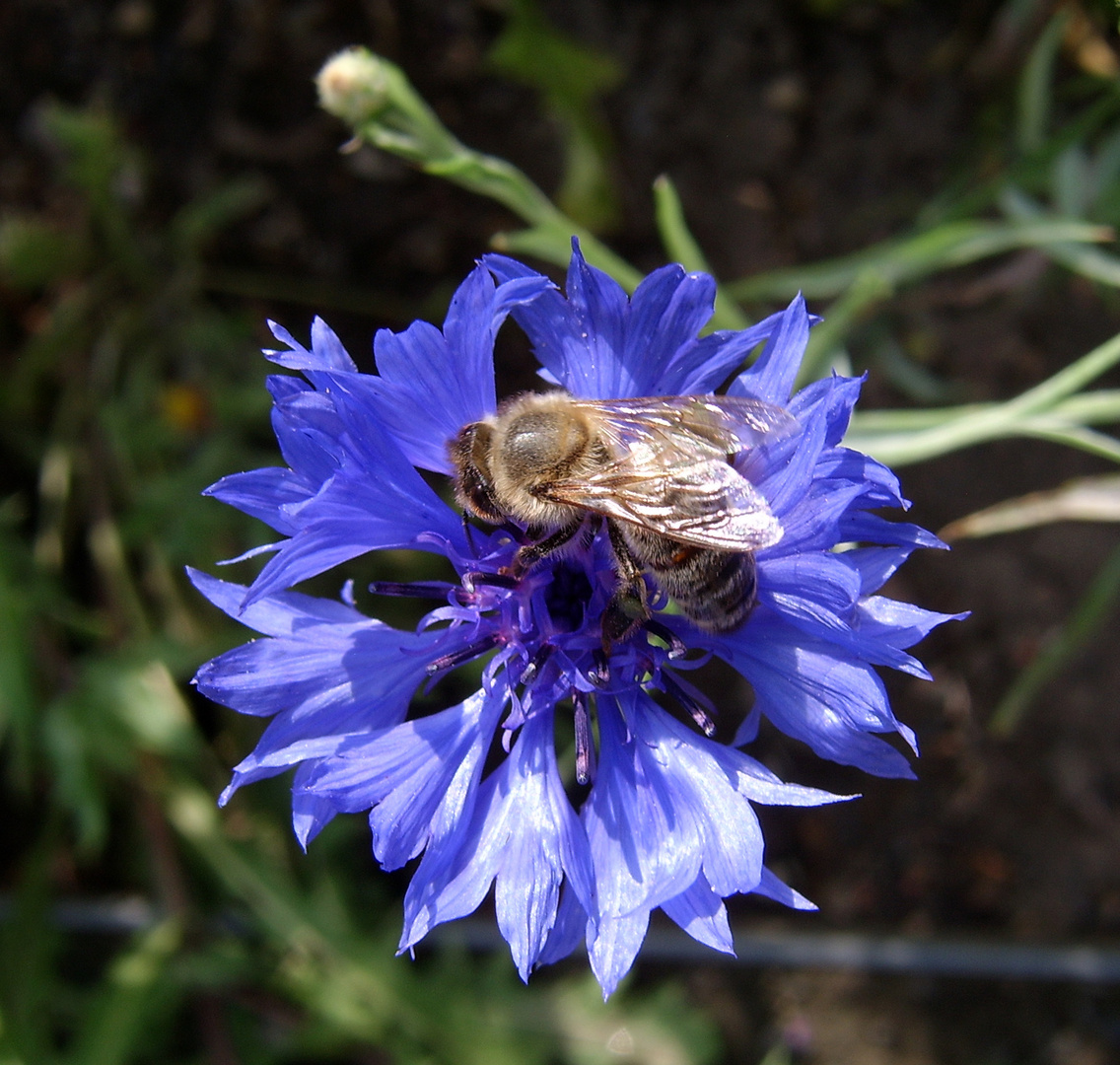 Besuch der Biene