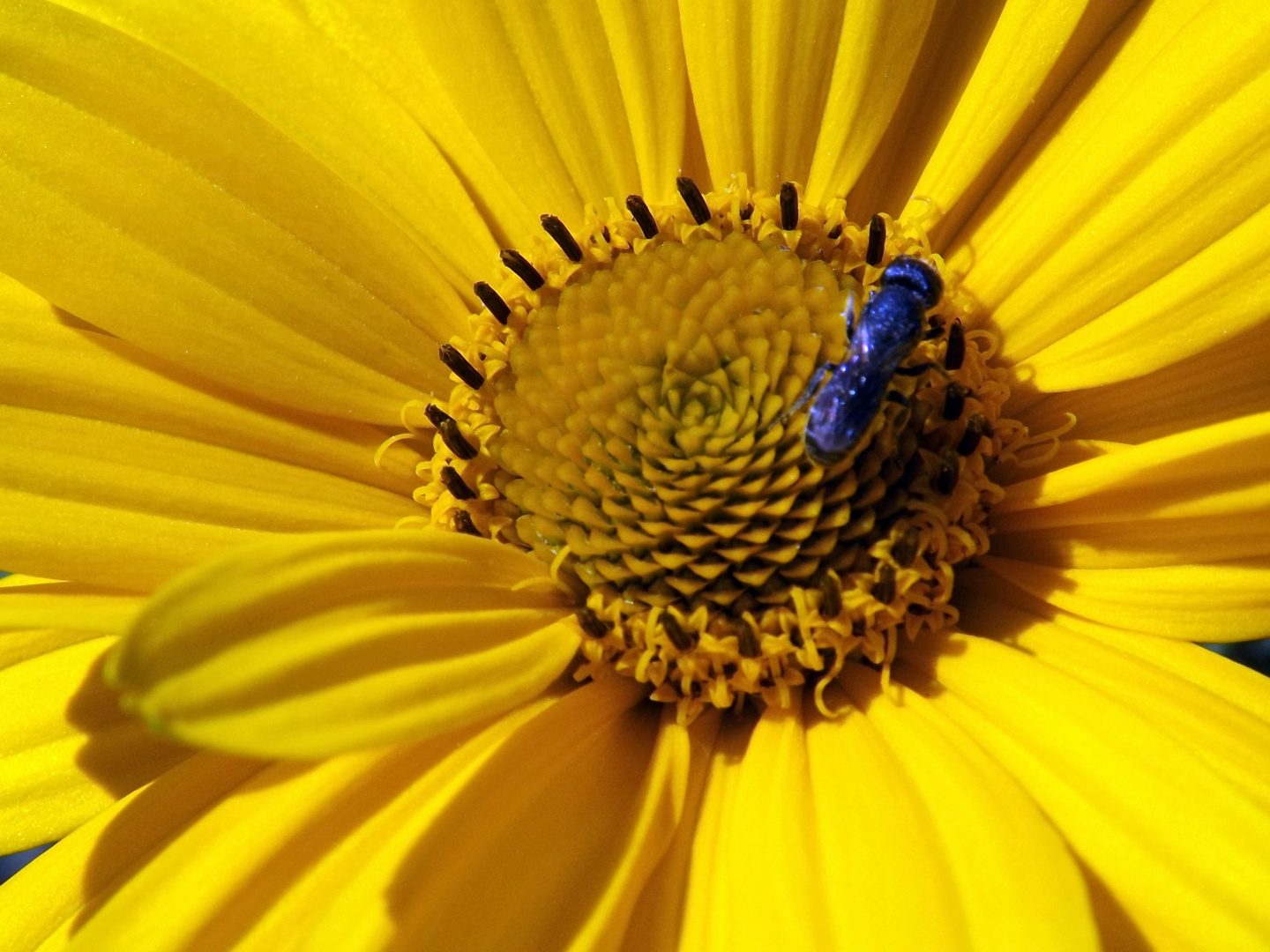 Besuch der blauen Fliege...