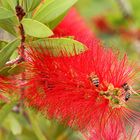 Besuch der Blüte