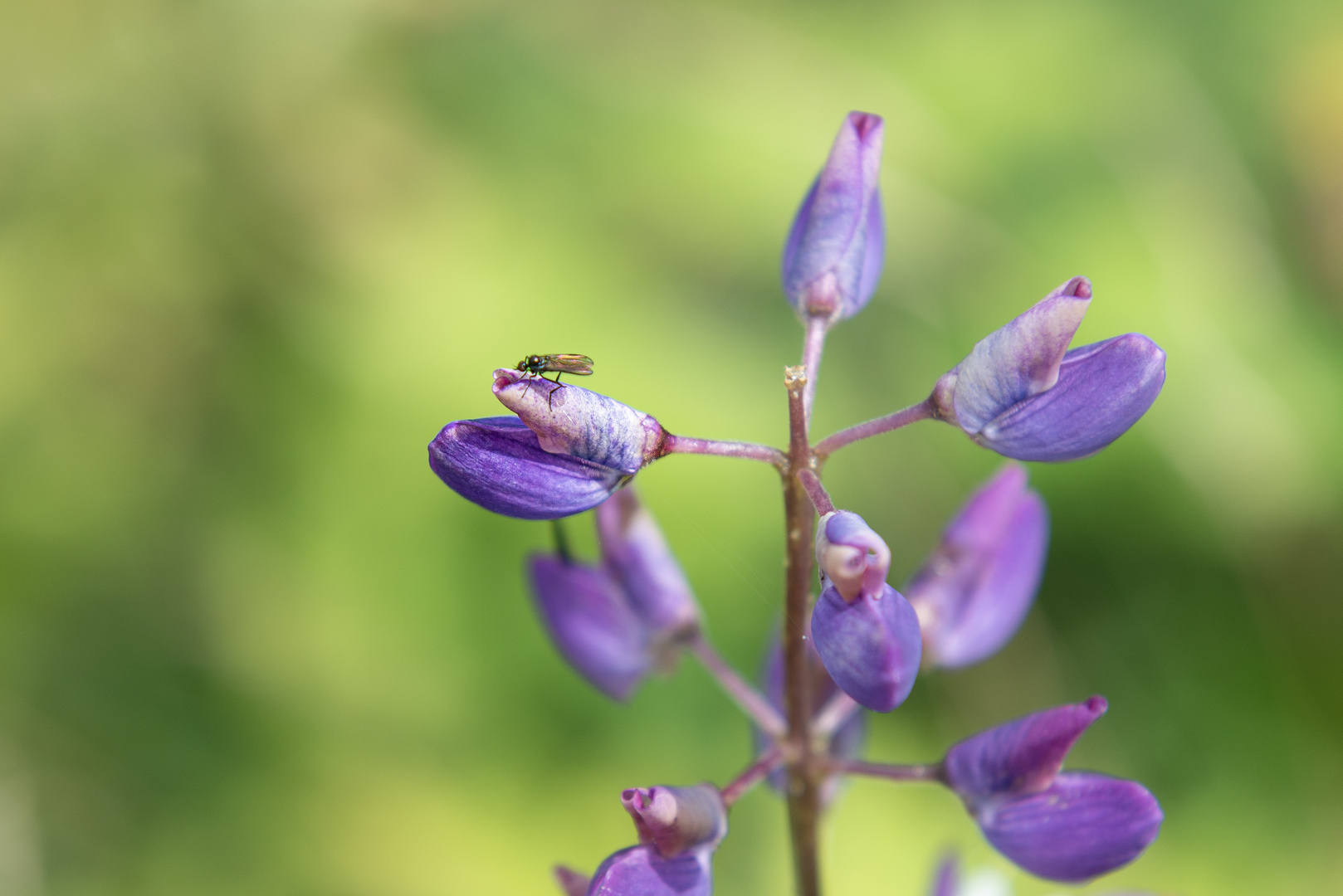 besuch der blüte