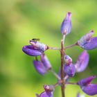 besuch der blüte