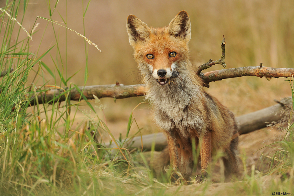 Besuch der Fähe