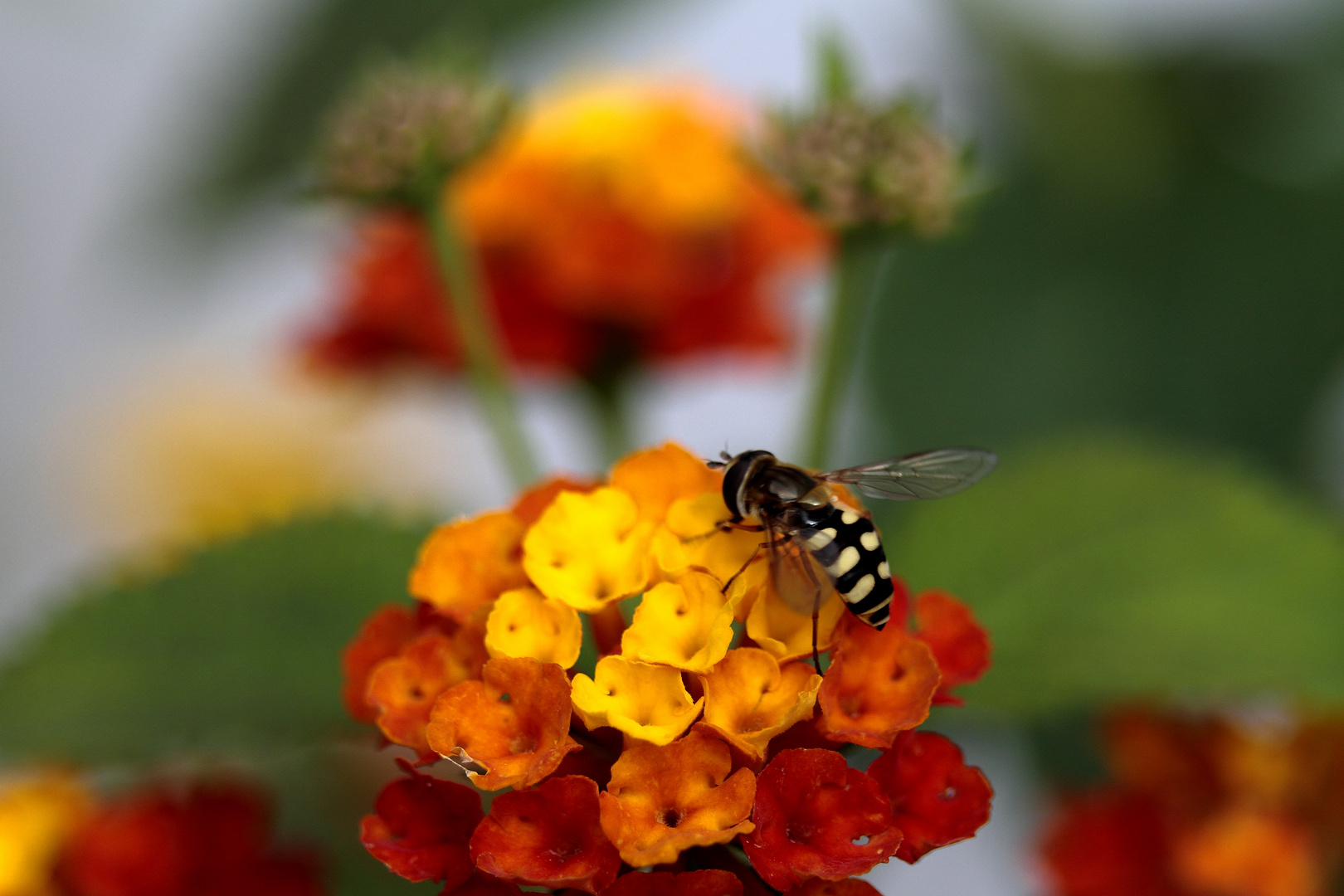 Besuch der falschen Biene