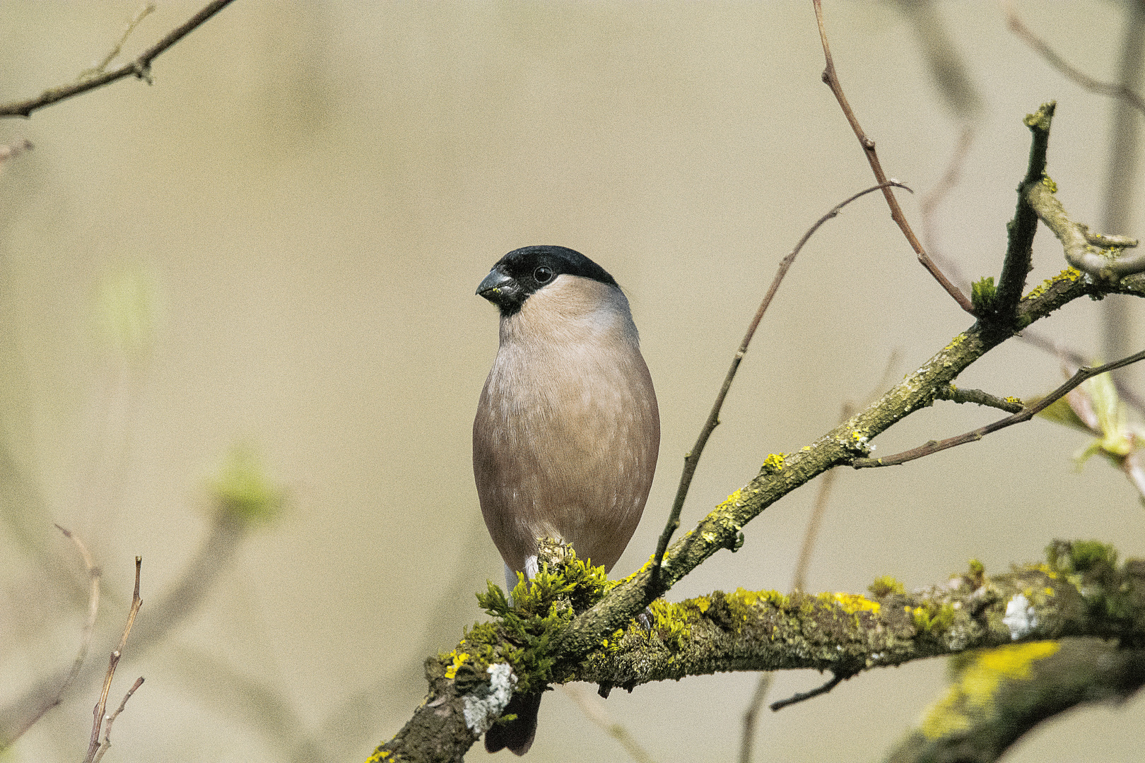 Besuch der Gimpeldame