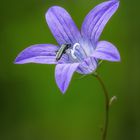 Besuch der Glockenblume