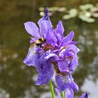 Besuch der Hummel nach dem Regen 