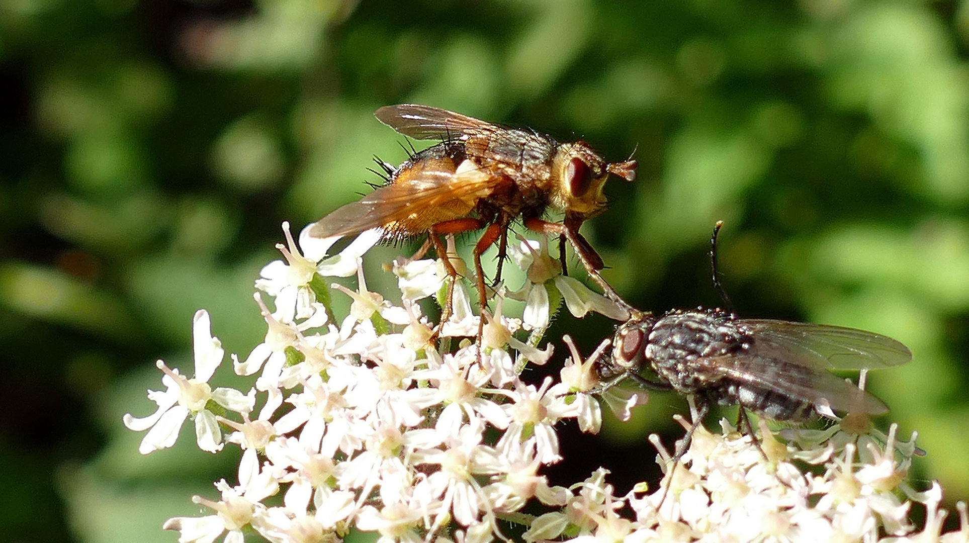 Besuch der Igelfliege