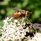 Besuch der Igelfliege