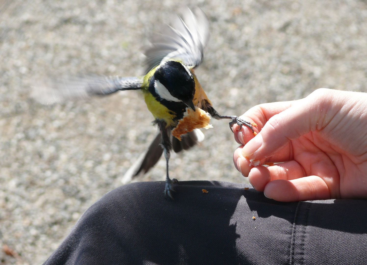 Besuch der Kohlmeise