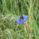 Besuch der Kornblume