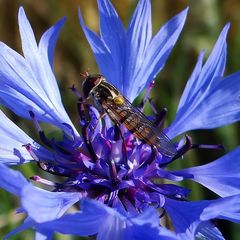 Besuch der Kornblume