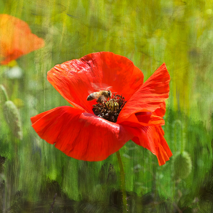 Besuch der Mohnblume