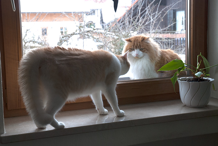 Besuch: der Nachbarkater möchte eigentlich nur mal auf einen Sprung vorbeischauen ...