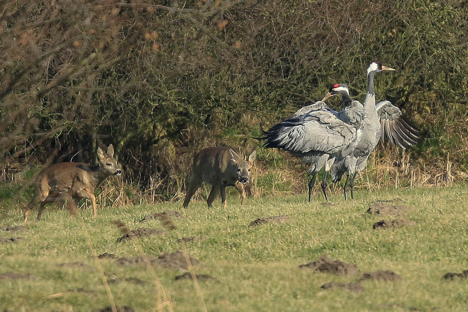 Besuch der Rehe