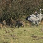 Besuch der Rehe