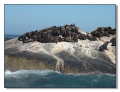 Besuch der Robbeninsel in der False Bay.