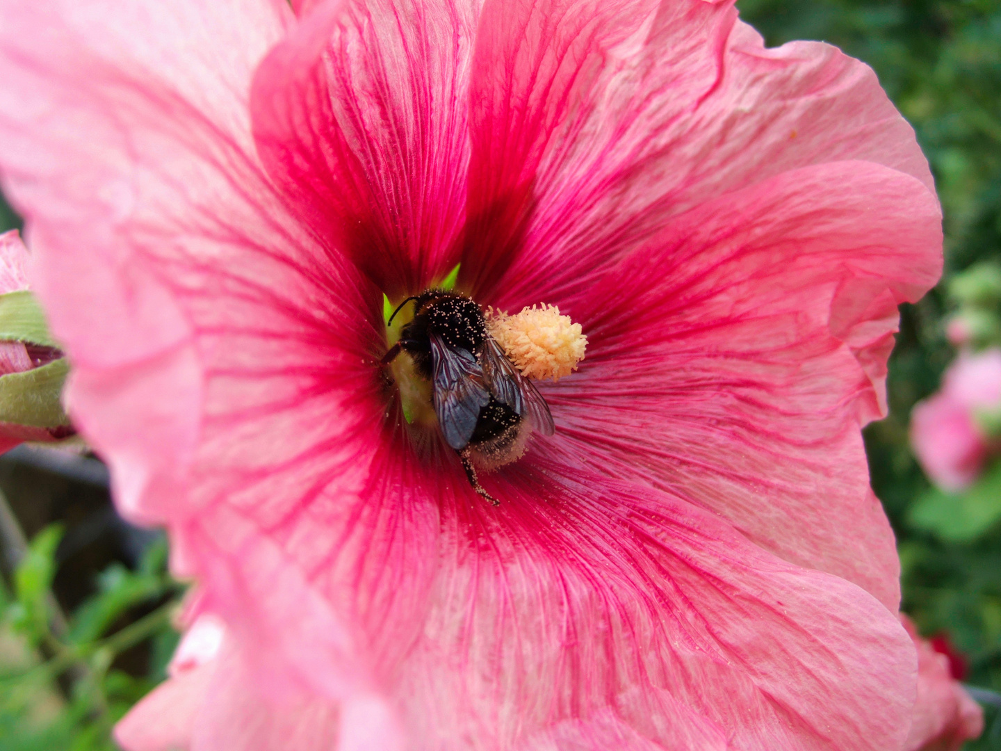 Besuch der rosa Stockrose