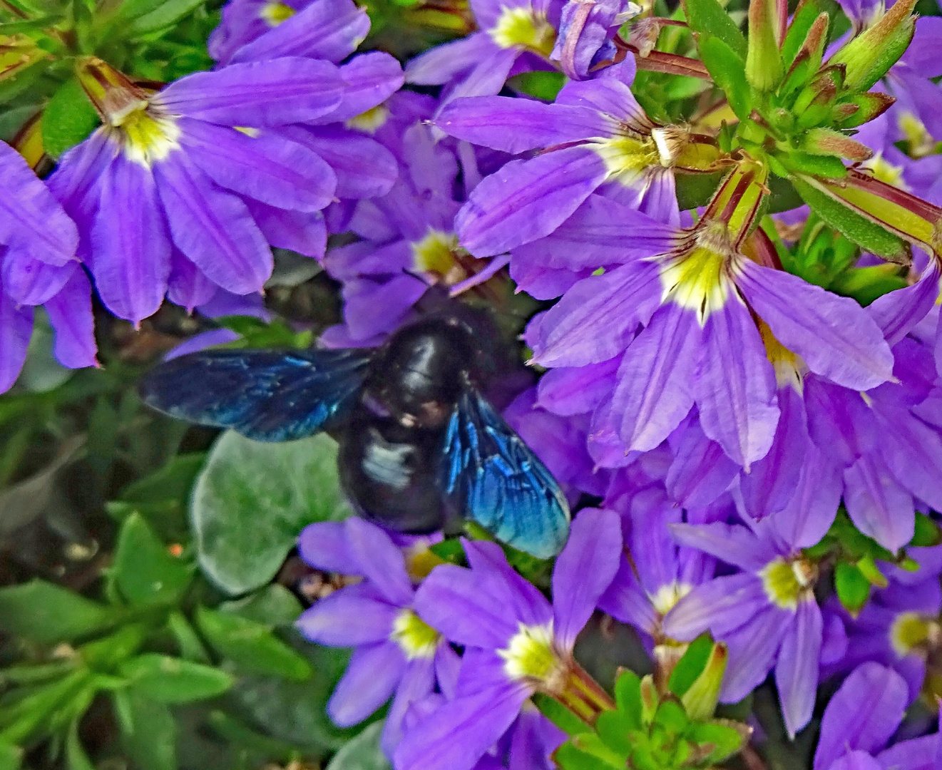 Besuch der Schwarzen Holzbiene