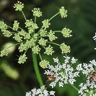 Besuch der weißen Blume