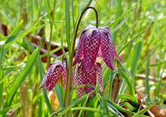 Besuch des Botanischen Gartens in Wuppertal (2) ...