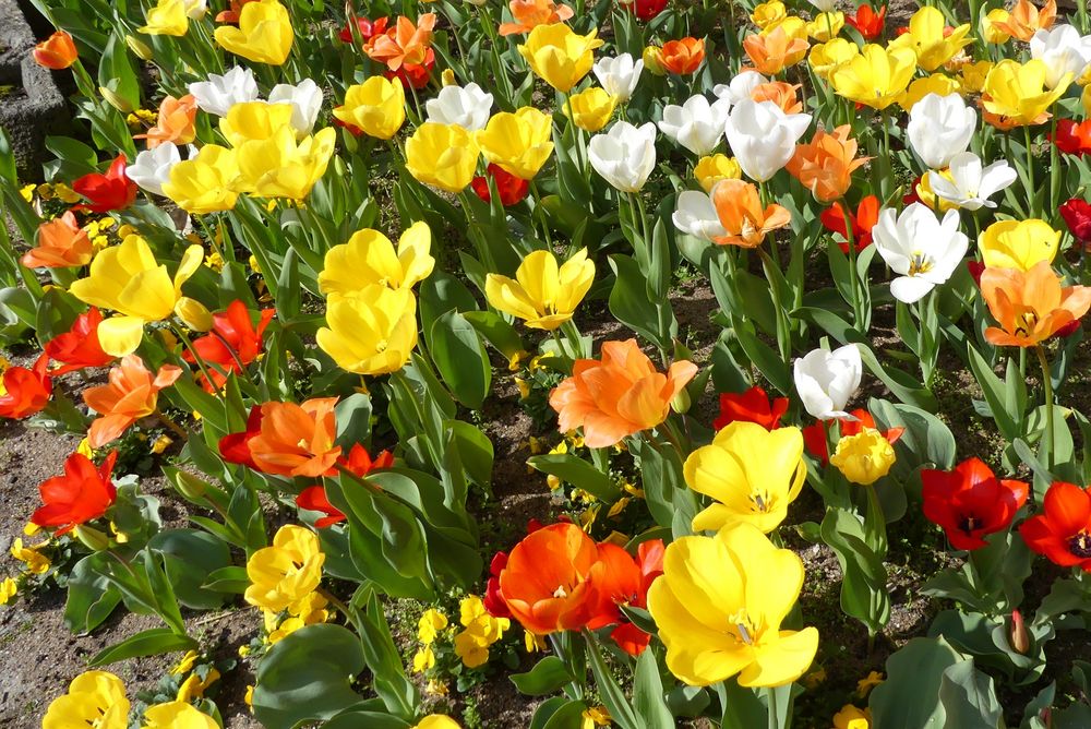 Besuch des Botanischen Gartens in Wuppertal (3) ...