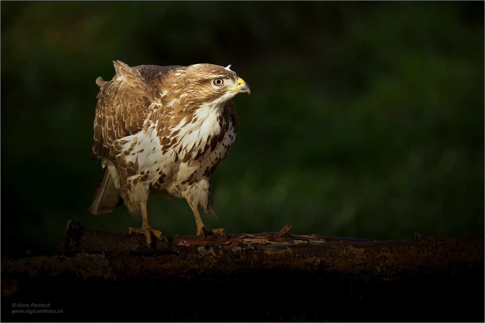 Besuch des Mäusebussard