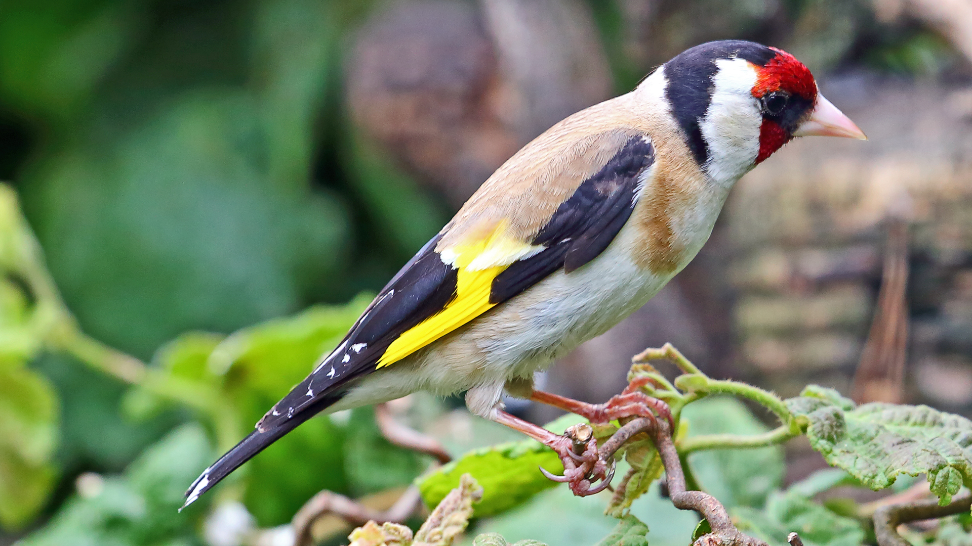 Besuch des Stieglitz (Carduelis carduelis) im Garten...