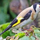 Besuch des Stieglitz (Carduelis carduelis) im Garten...