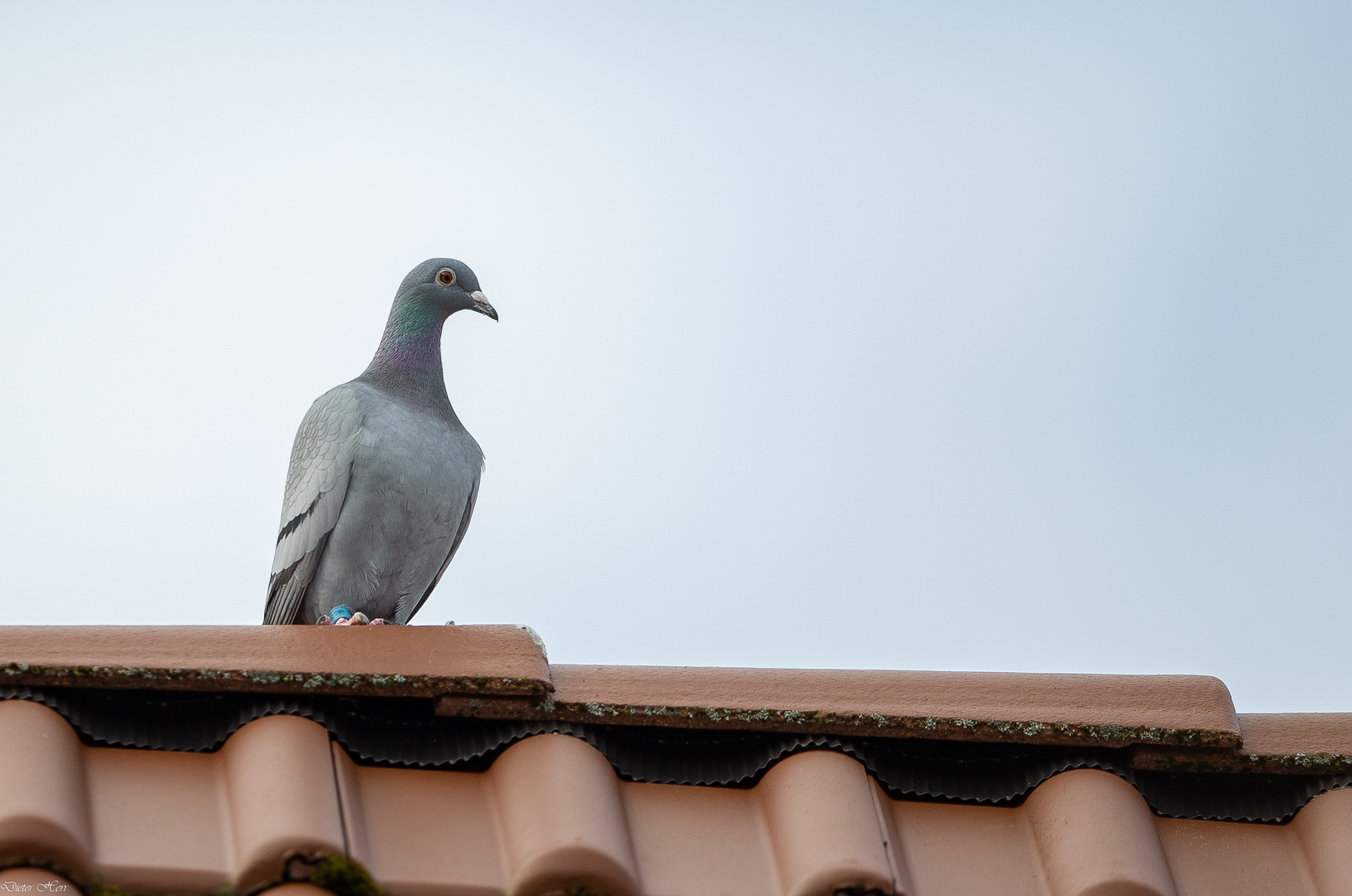 Besuch...   Doku....