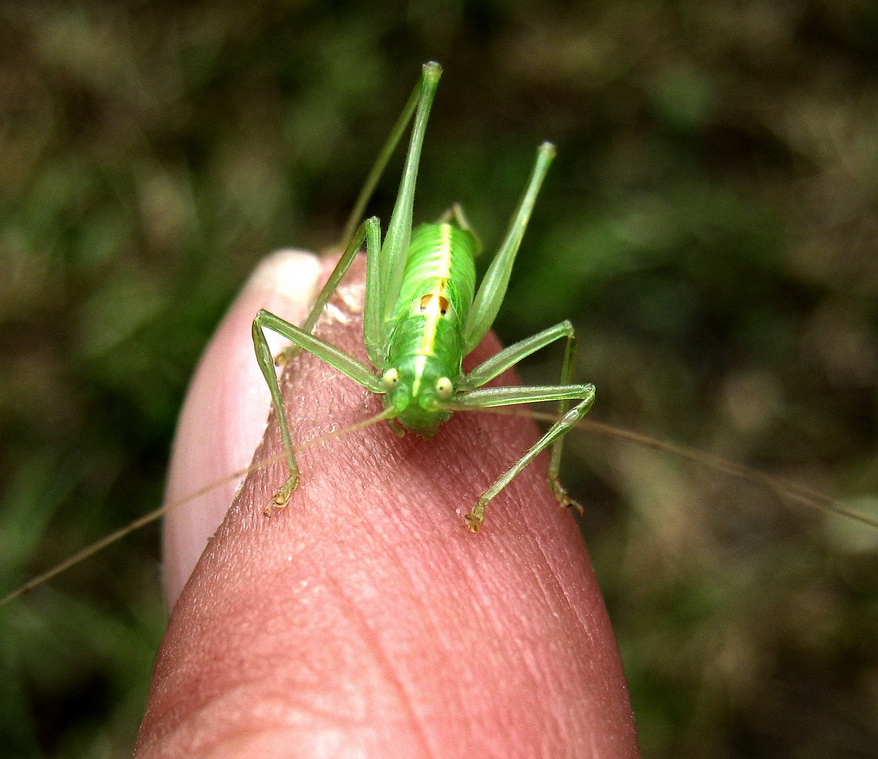 Besuch