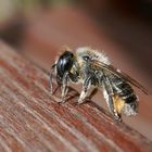 Besuch einer Blattschneider-oder auch Mörtel-Biene...