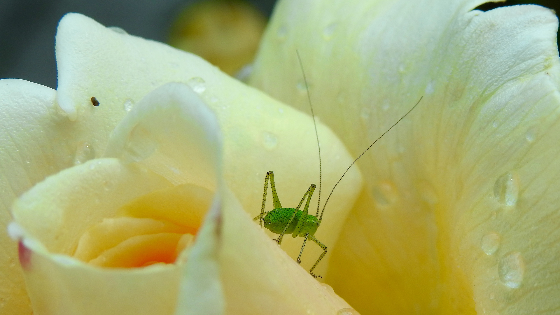 Besuch einer Edelrose