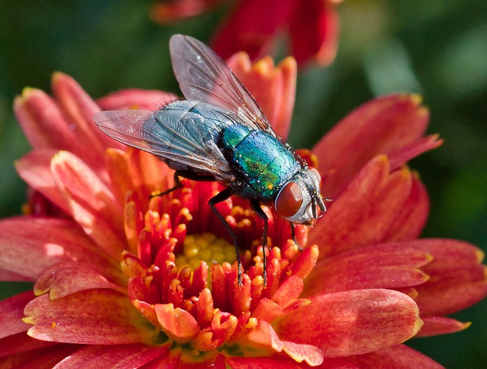 Besuch einer Fliege von PhotoTraum 