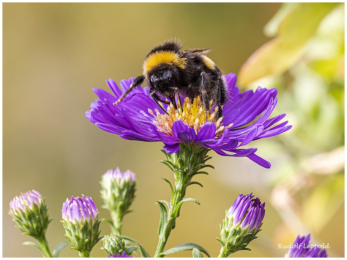 Besuch einer Hummel