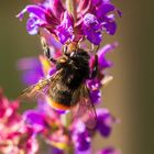 Besuch einer Hummel