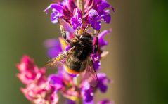 Besuch einer Hummel