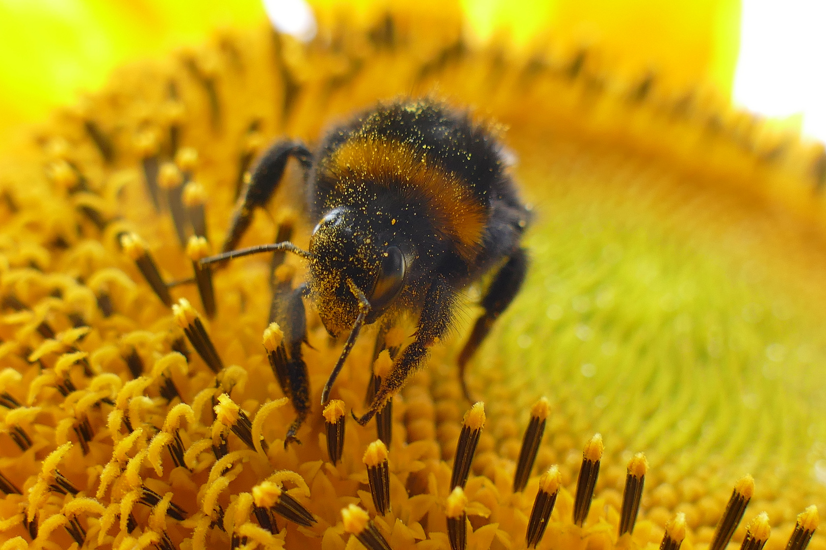 Besuch einer Hummel