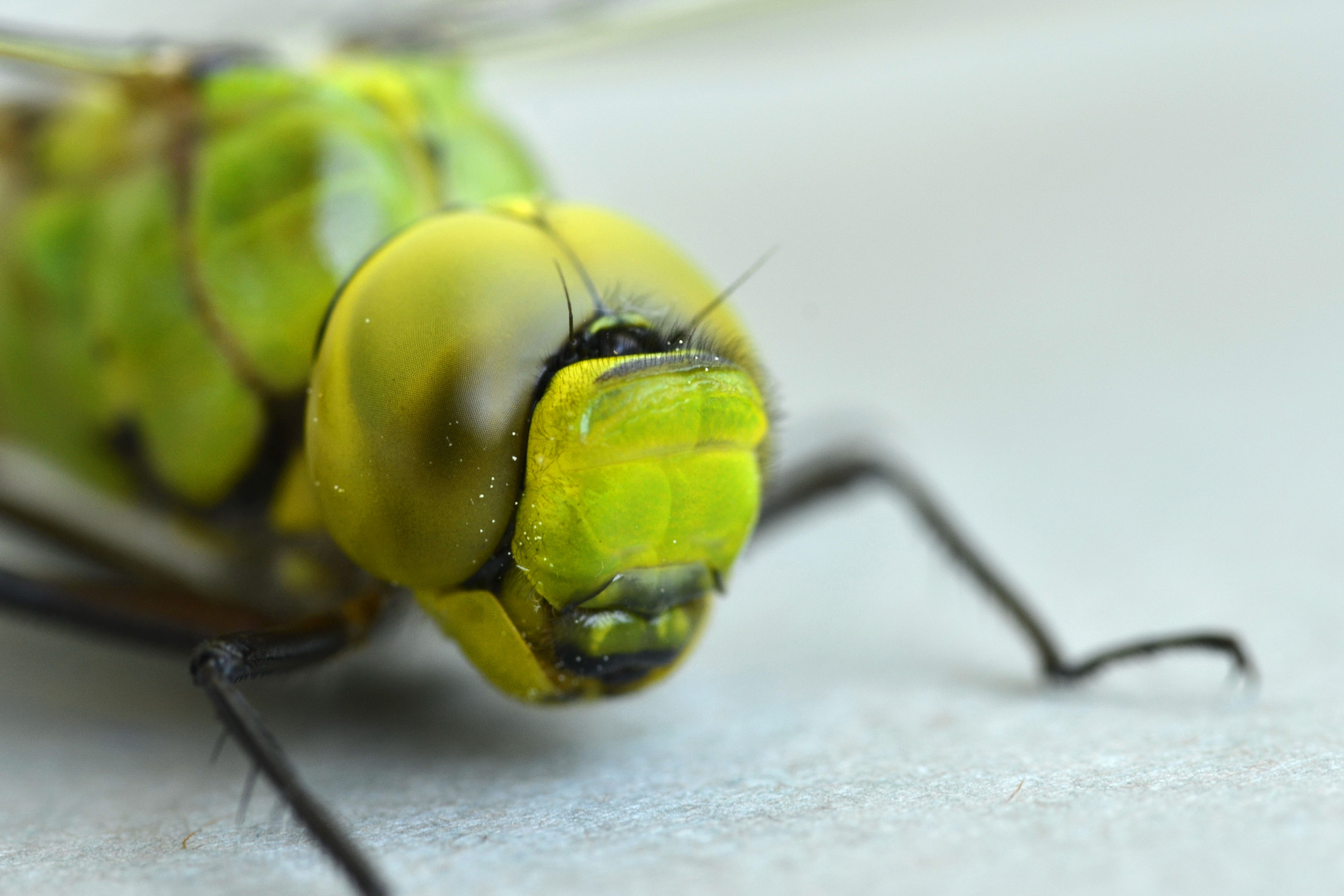 Besuch einer Libelle