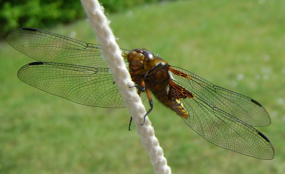 Besuch einer Libelle...