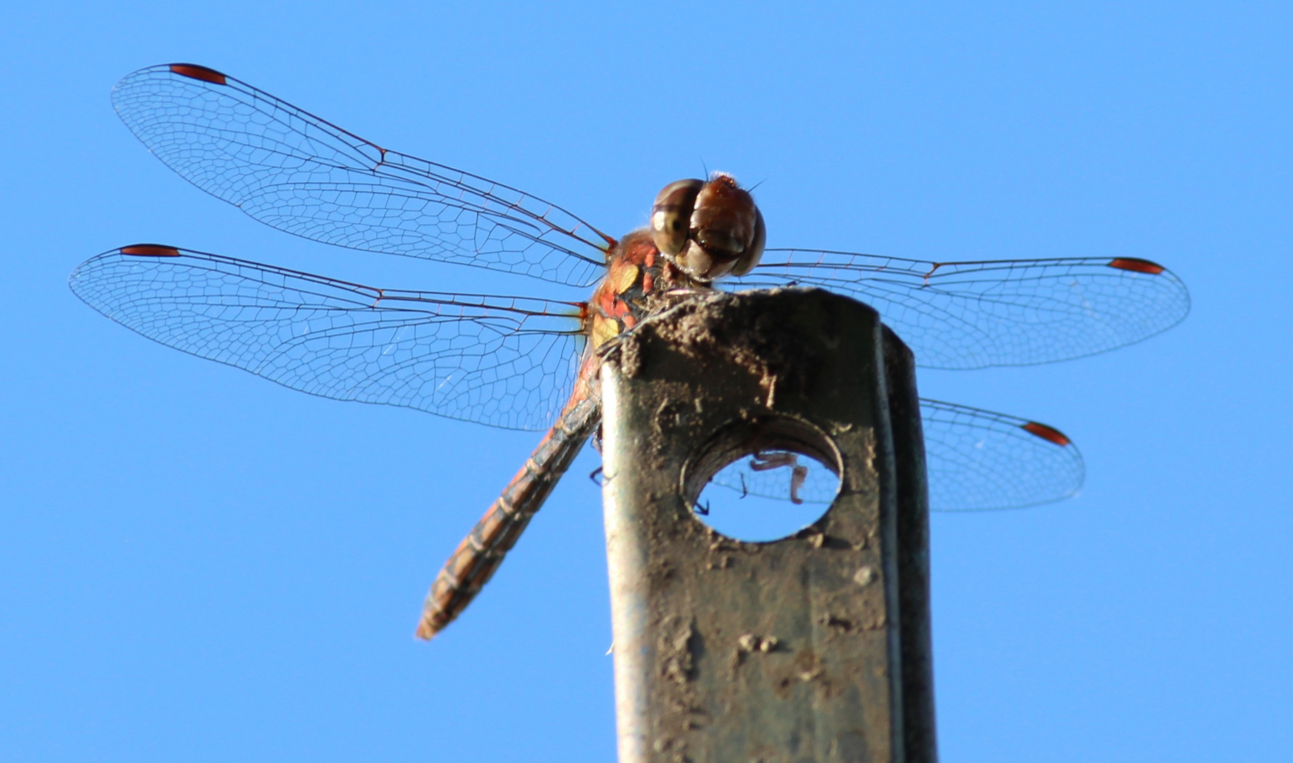 Besuch einer Libelle