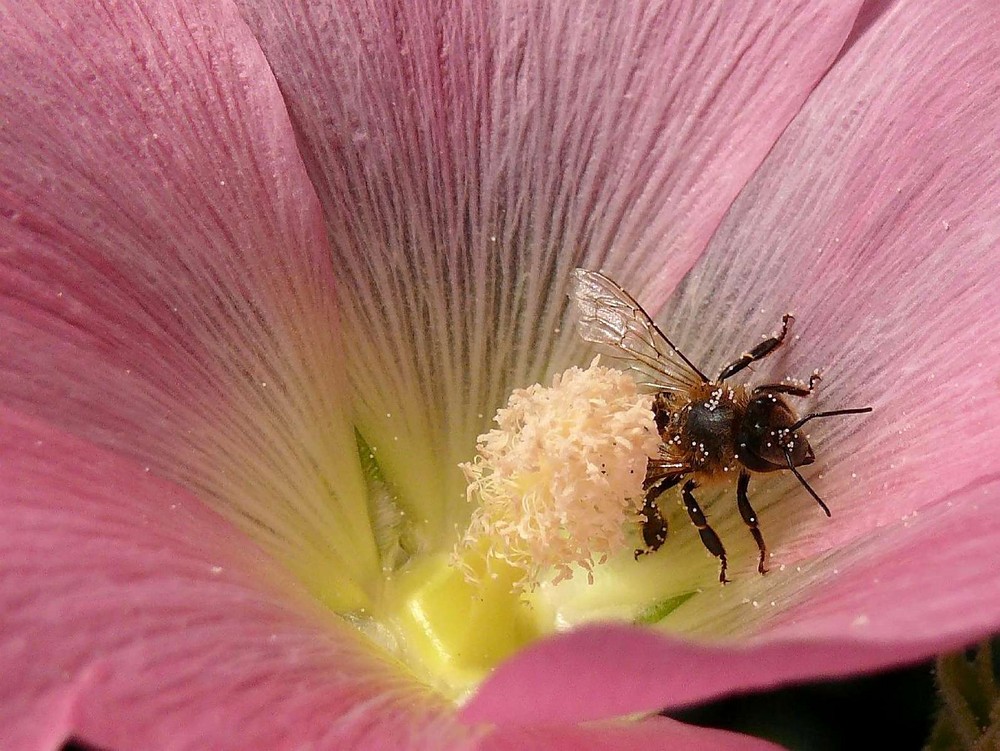 Besuch einer Malvenblüte