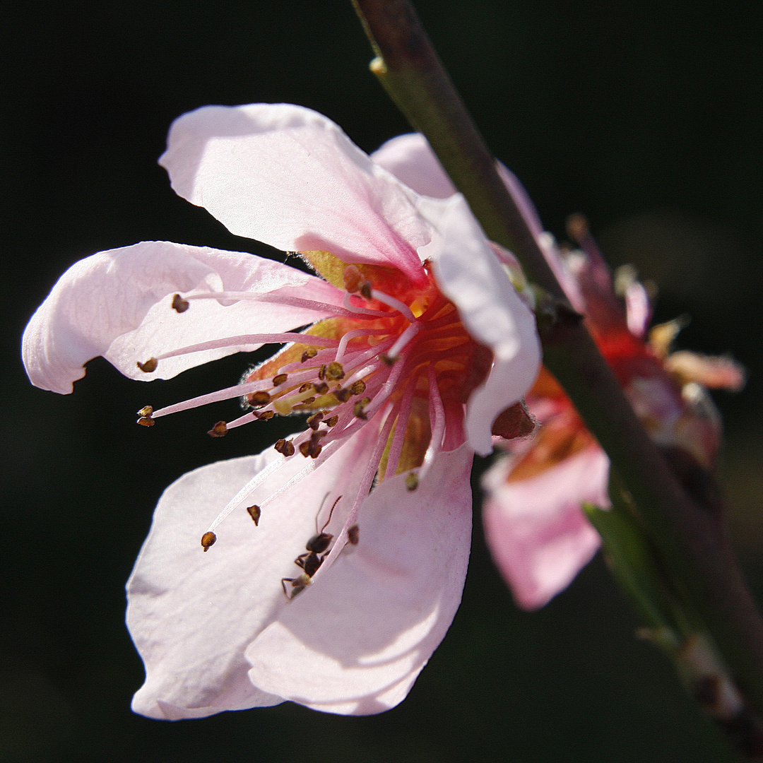 Besuch einer Pfirsichblüte