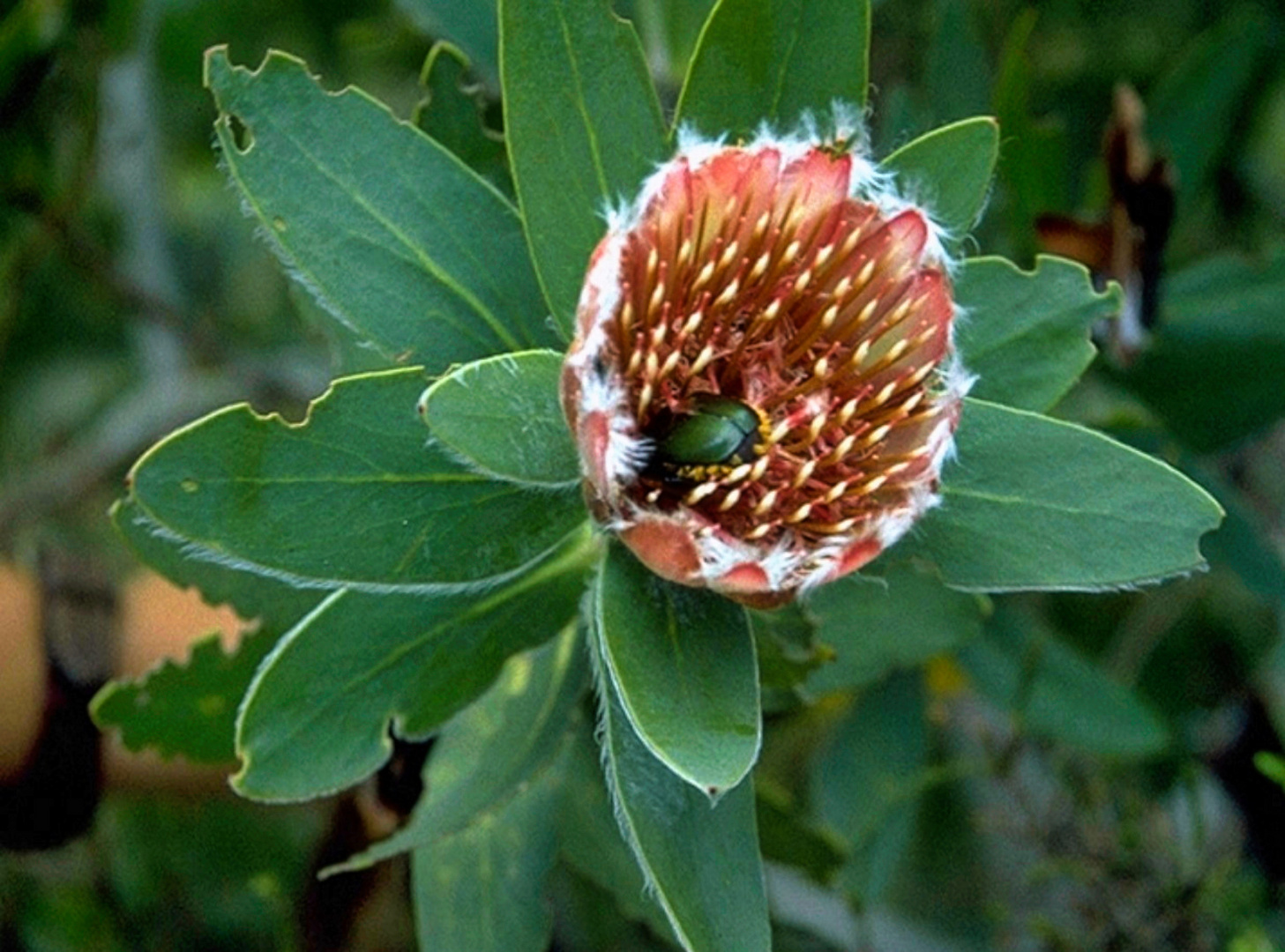 Besuch einer Protea          